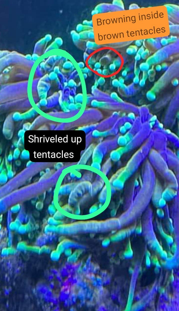 Coral RB Dip - Image 6