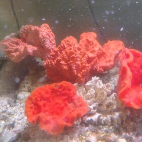 Orange Sponge Coral