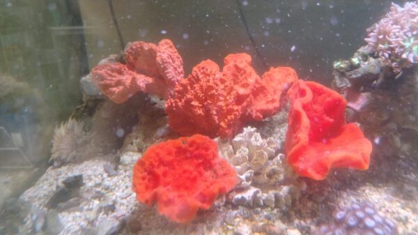 Orange Sponge Coral