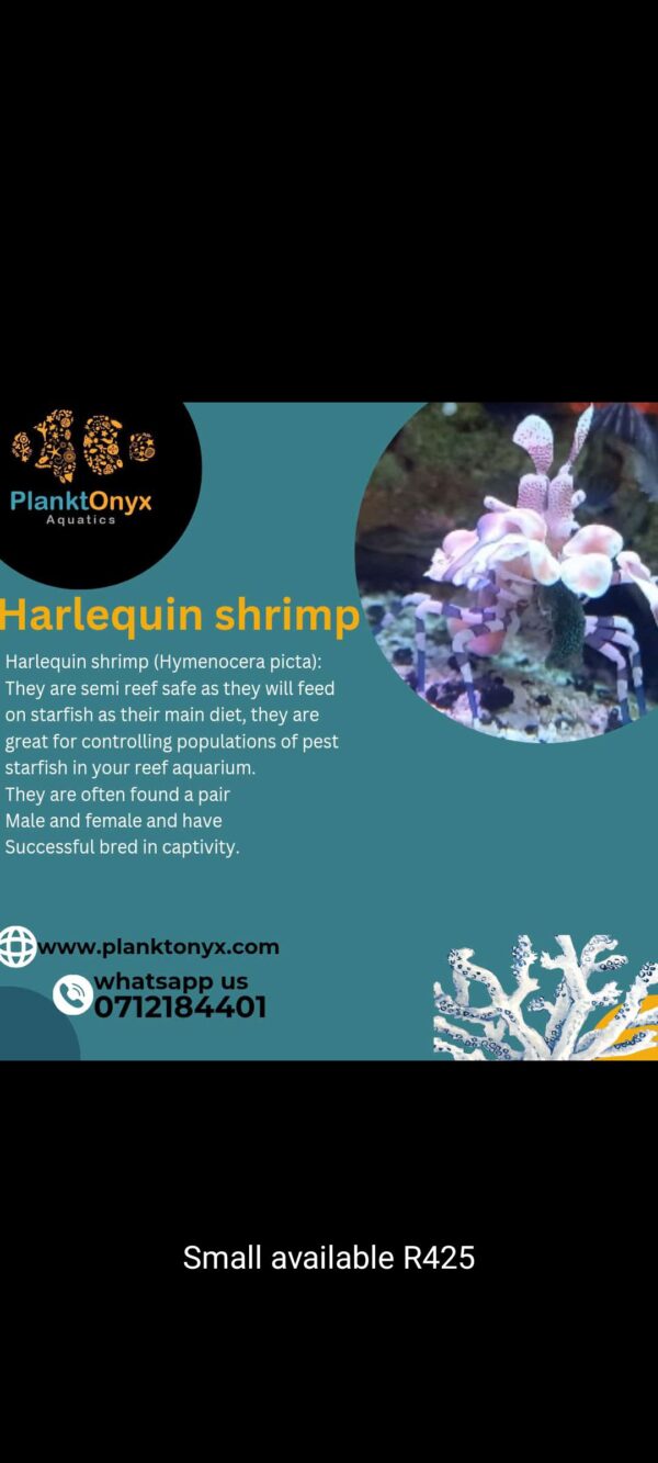 Harlequin shrimp - Image 2