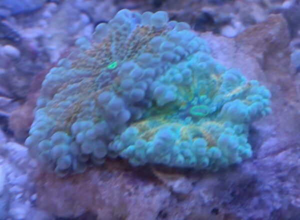 Ricordea Yuma Multicolour Mushroom * - Image 2