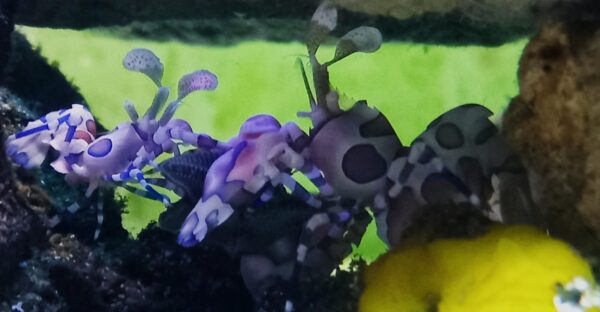 Harlequin shrimp