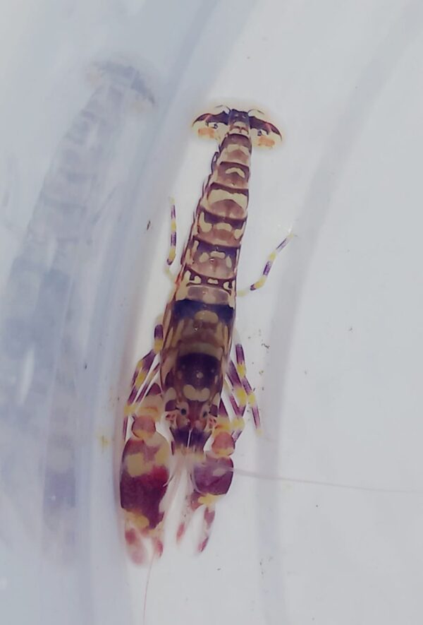 TIGER PISTOL SHRIMP