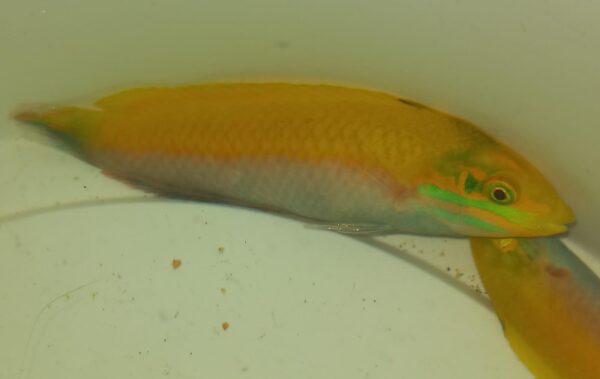 YELLOW WRASSE