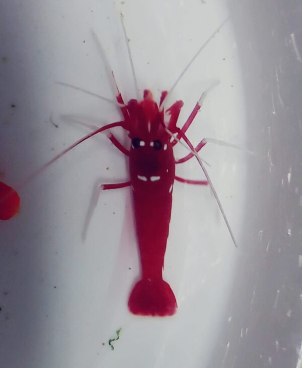 RED FIRE SHRIMP