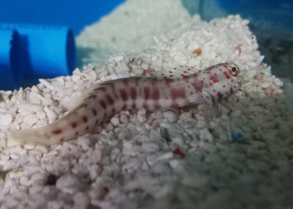 ORANGE SPOTTED BLENNY