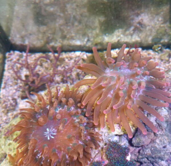 Rainbow BubbleTip Anemone - Image 2