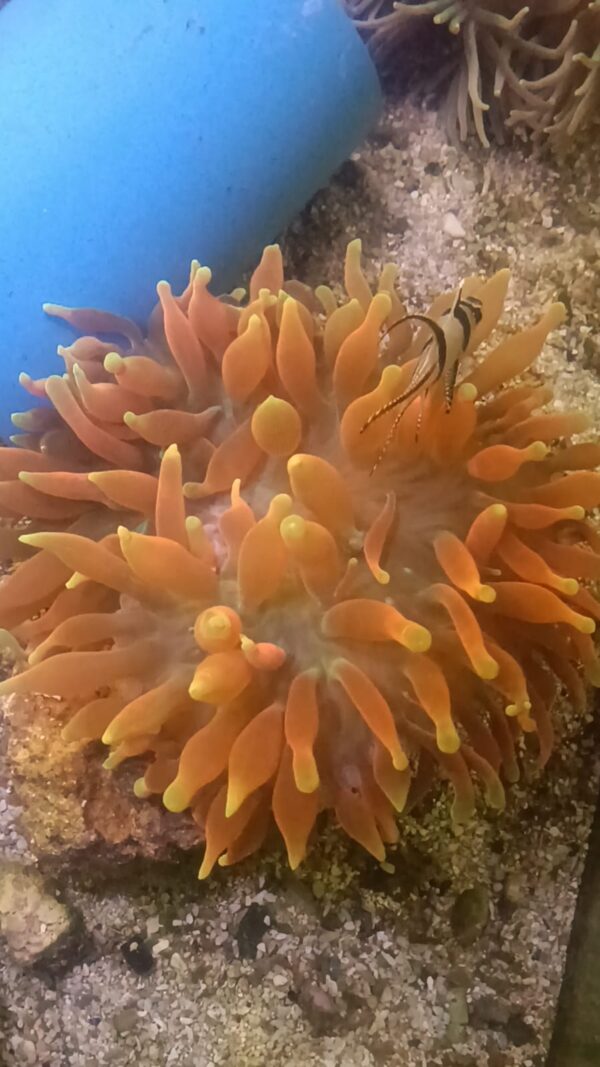 Inferno Anemone