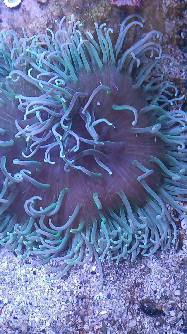 Long Tentacle Green Sand Anemone