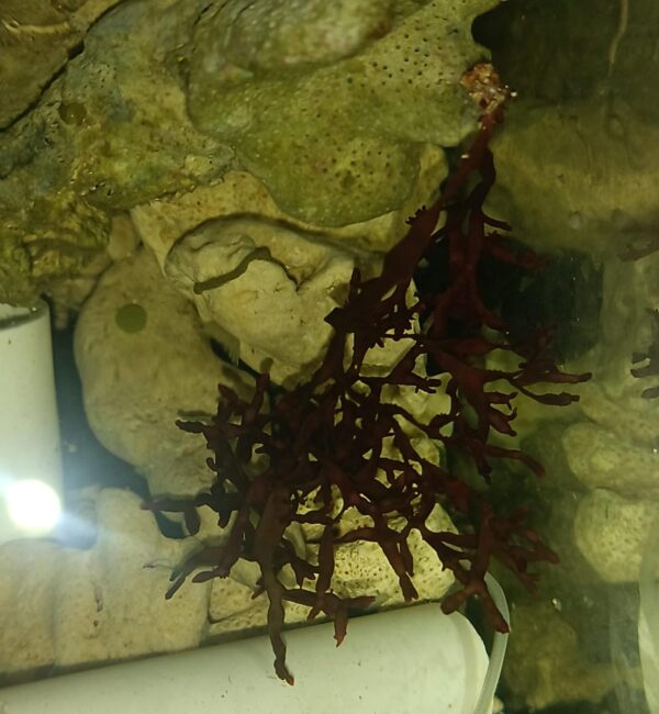 RED ALGAE