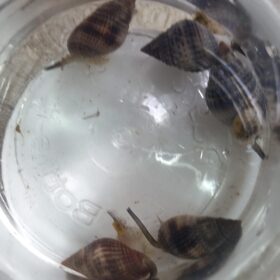 Assorted Snail Combo (x5 Snails)