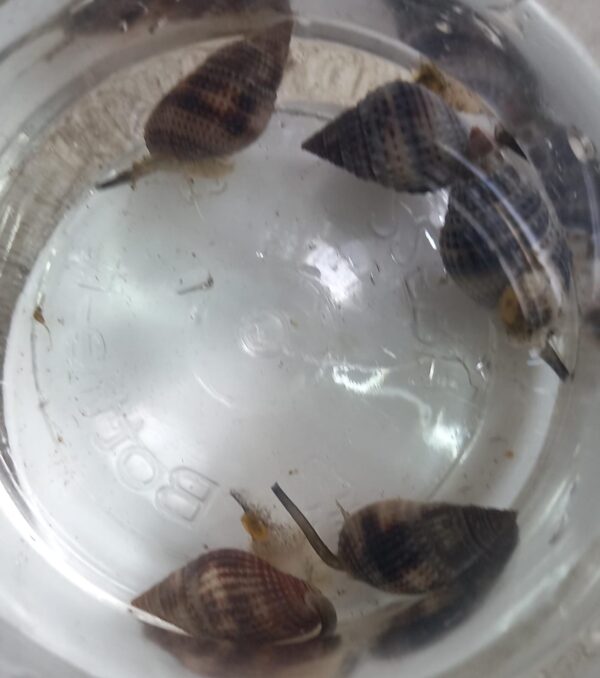 Assorted Snail Combo (4 Snails)