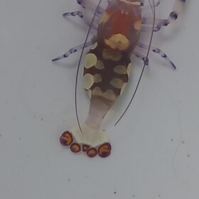 Anemone Shrimp