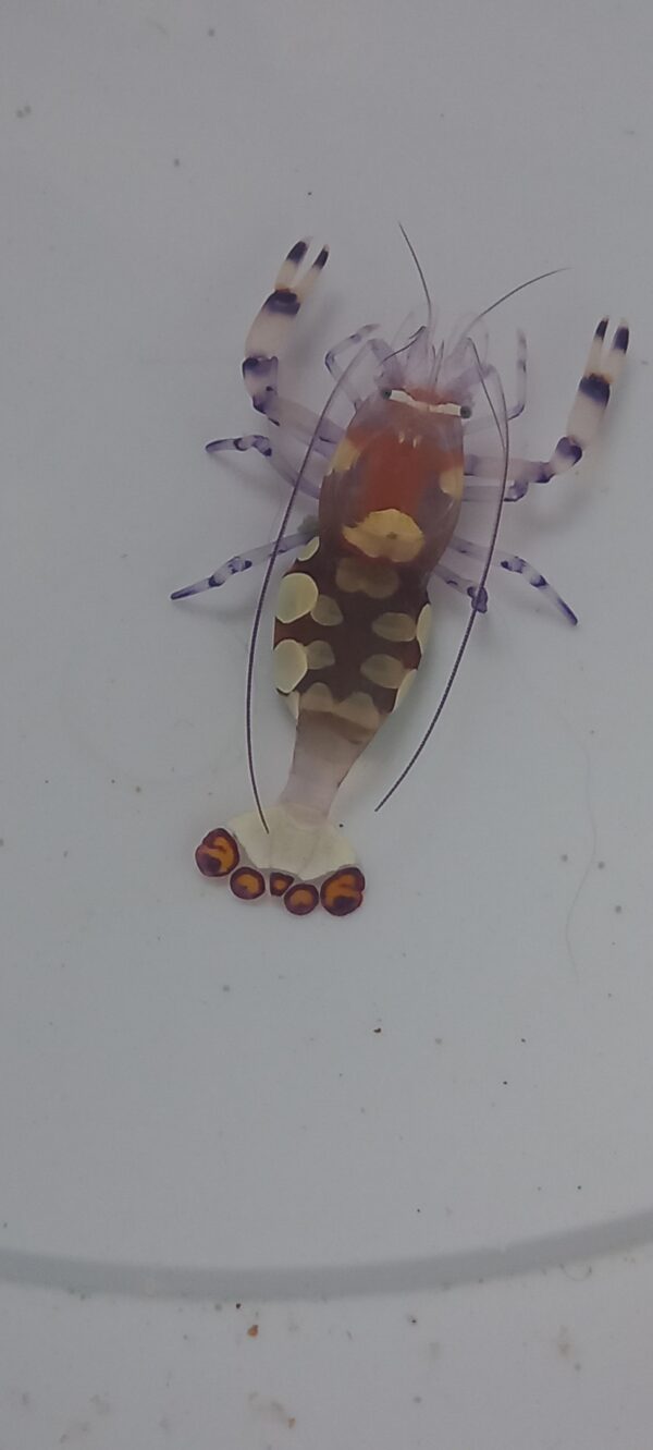 Anemone Shrimp