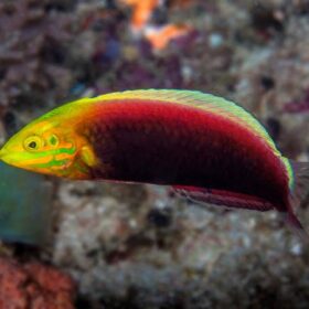 Radiant wrasse