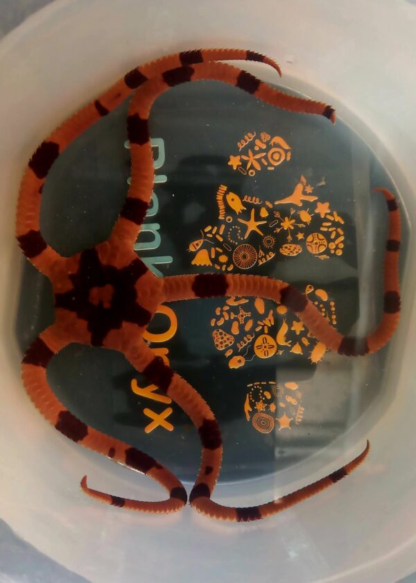 Banded brittle starfish (L)