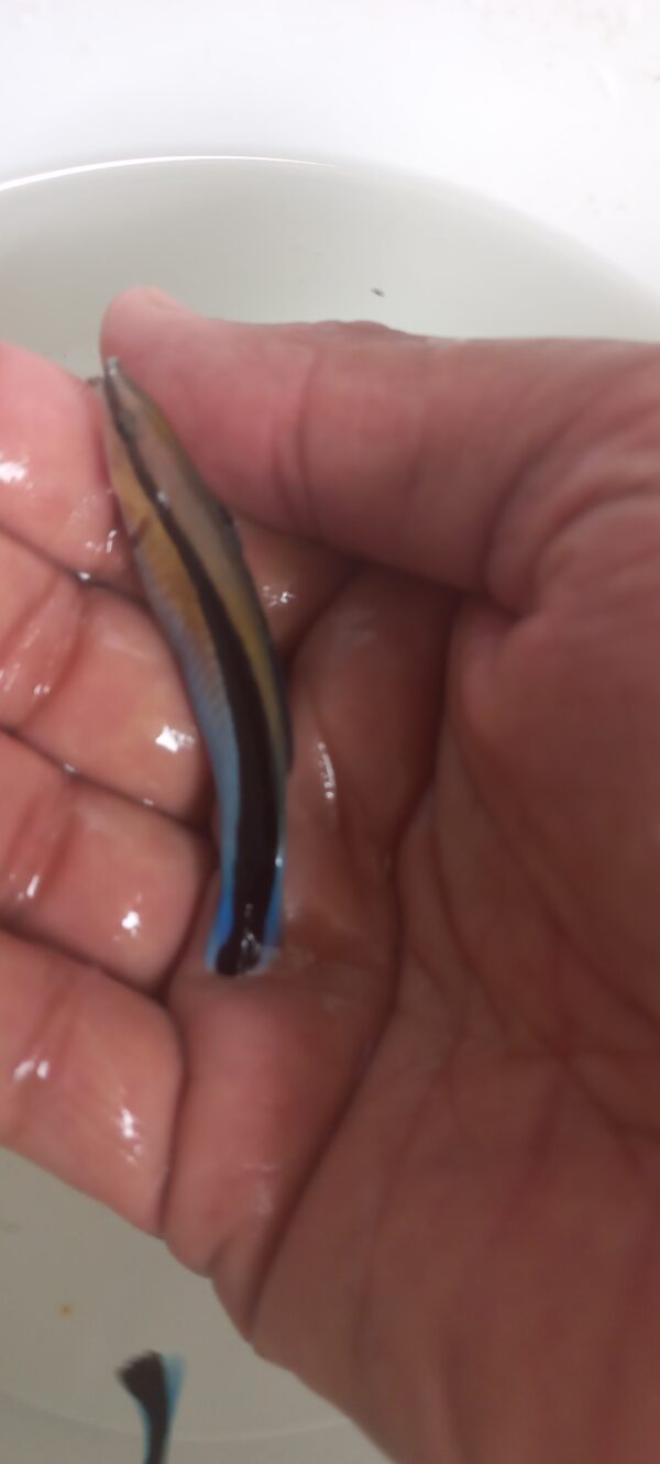 cleaner wrasse - Image 2