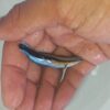 cleaner wrasse