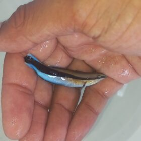 cleaner wrasse