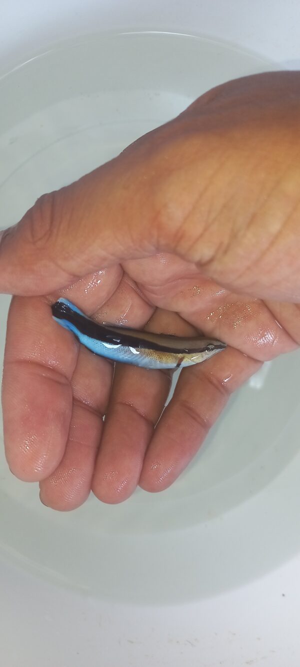 cleaner wrasse