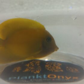 Phillipine yellow tang