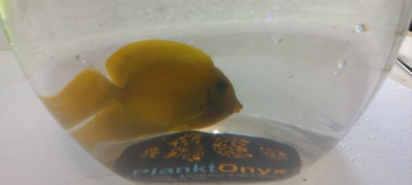 Phillipine yellow tang