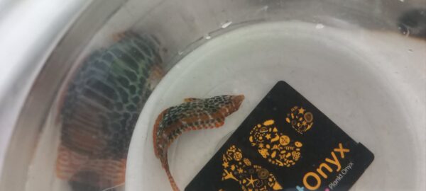 leopard wrasse