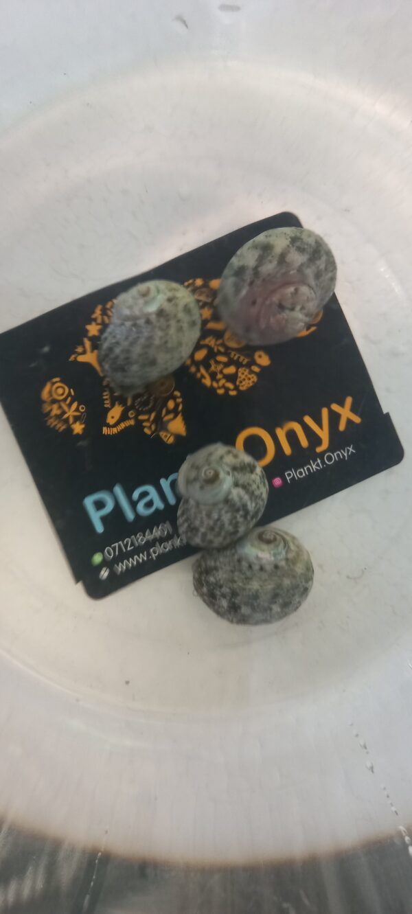 Mexican Turbo snails