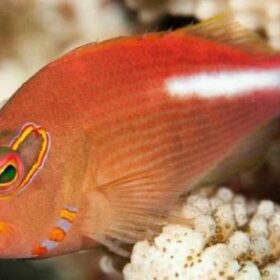 Arc-Eyed Hawkfish