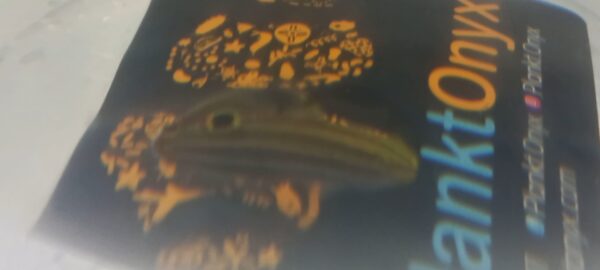 Hector Goby - Image 3