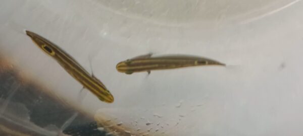 Hector Goby