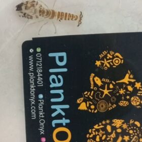 Tiger Pistol shrimp