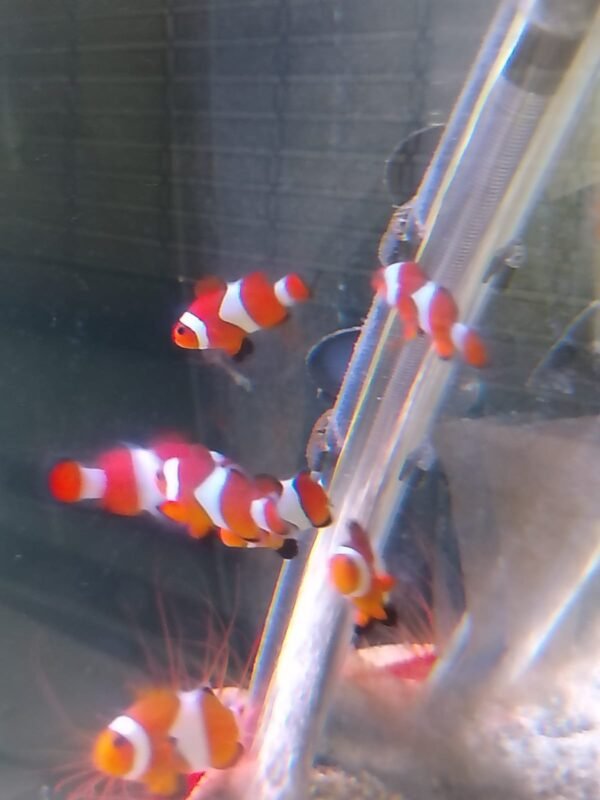 True Percula clownfish