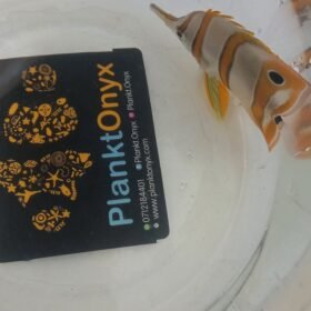 copperband butterfly