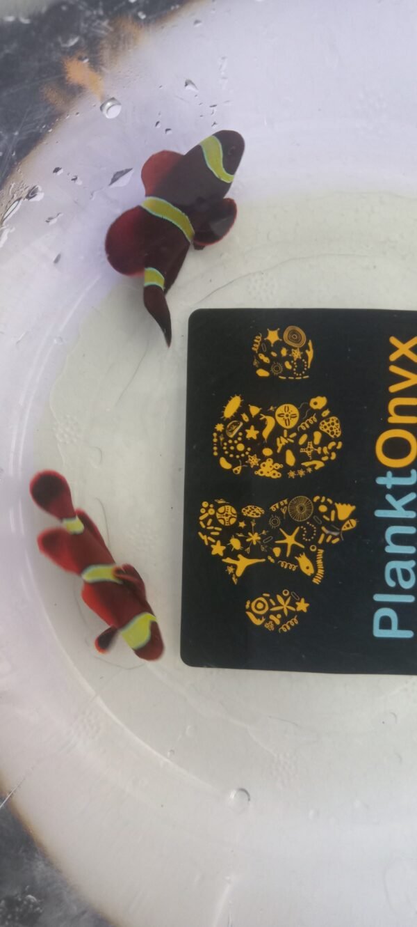 Gold stripe maroon Clownfish