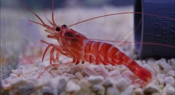 kuekenthali shrimp