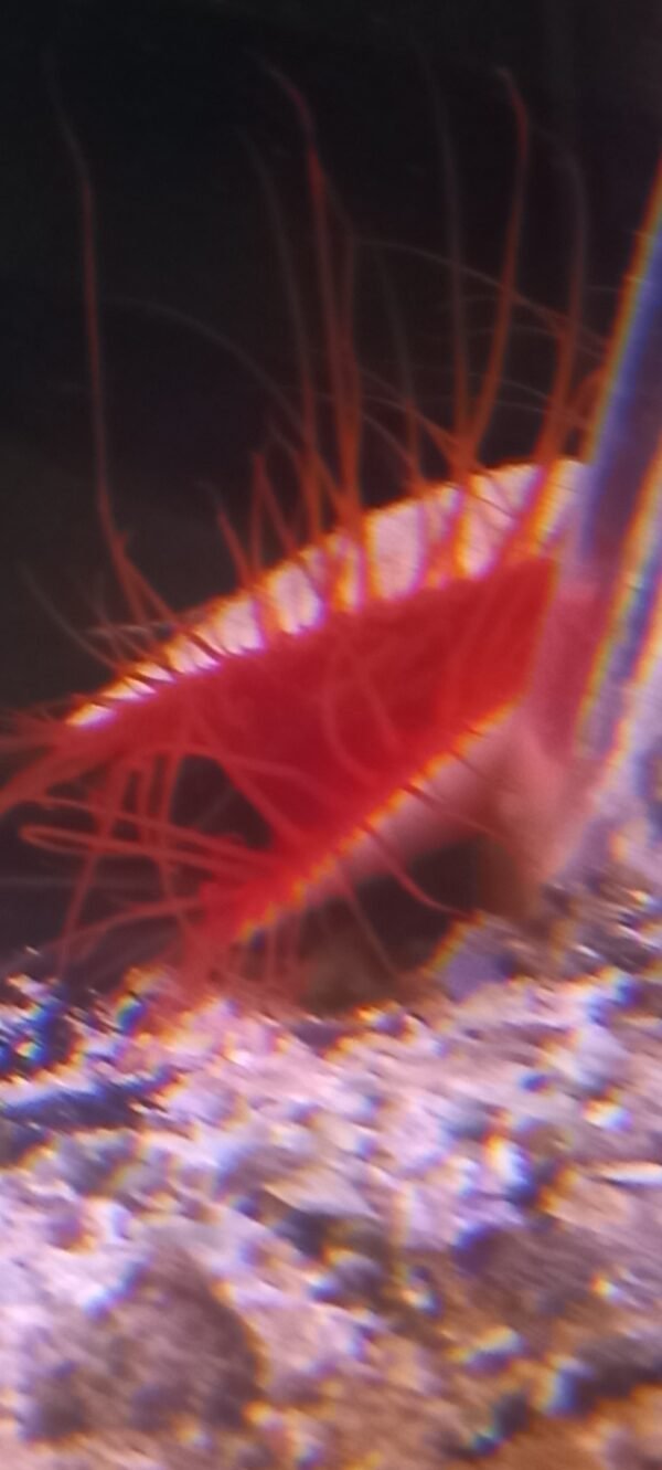 electric flame scallop
