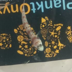orange spotted prawn goby