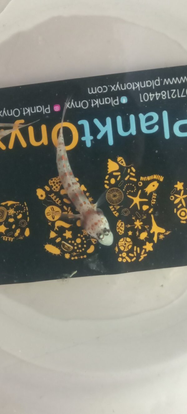 orange spotted prawn goby