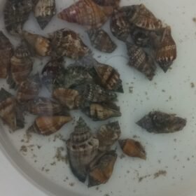 little bear conch snails