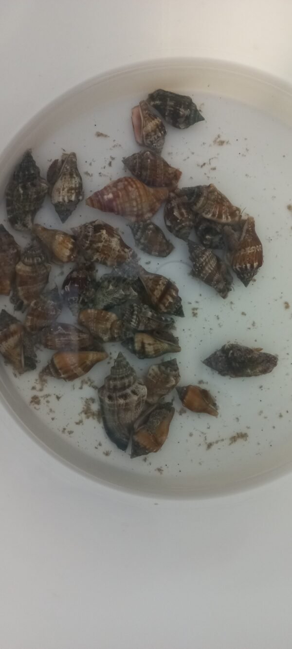 little bear conch snails