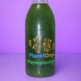 Phytoplankton Blend – Premium Live Marine Feed for Healthy Reef Aquariums