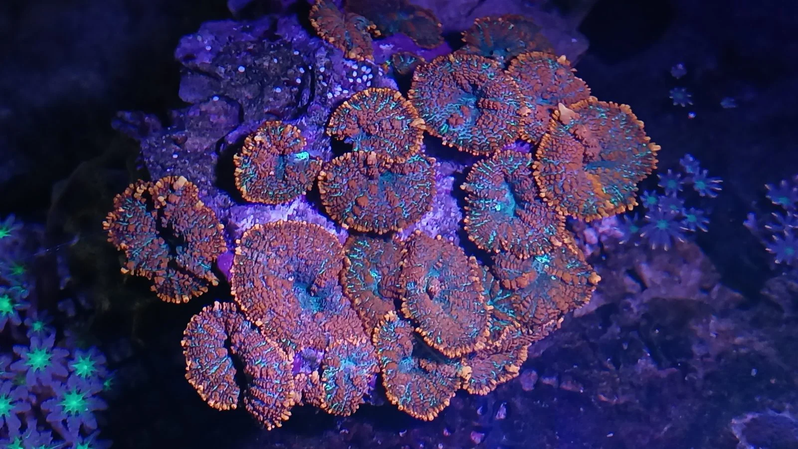 Marine Tank Startup Made Easy: Use Bacteria and Ammonia the Smart Way
