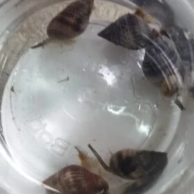 Assorted Snail Combo (4 Snails)