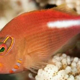 Arc-Eyed Hawkfish